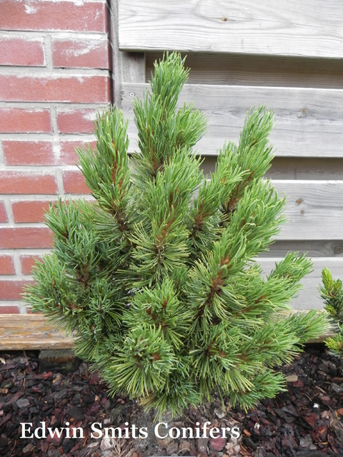 Pinus flexilis 'Overlook' (# 52)